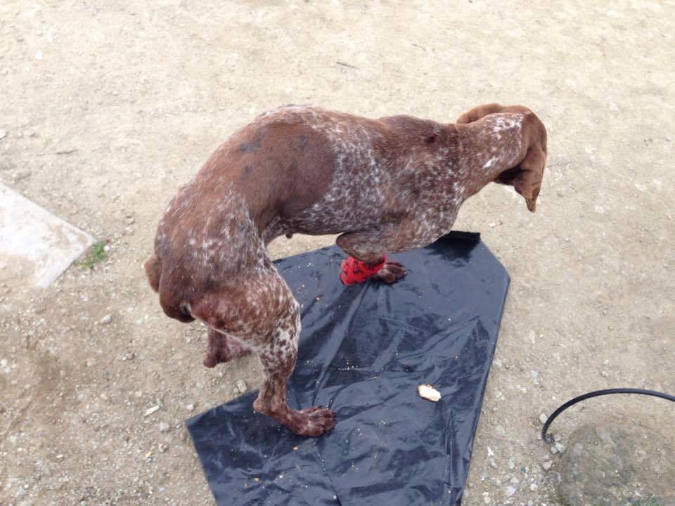 FeresPyrovolimeni (3)